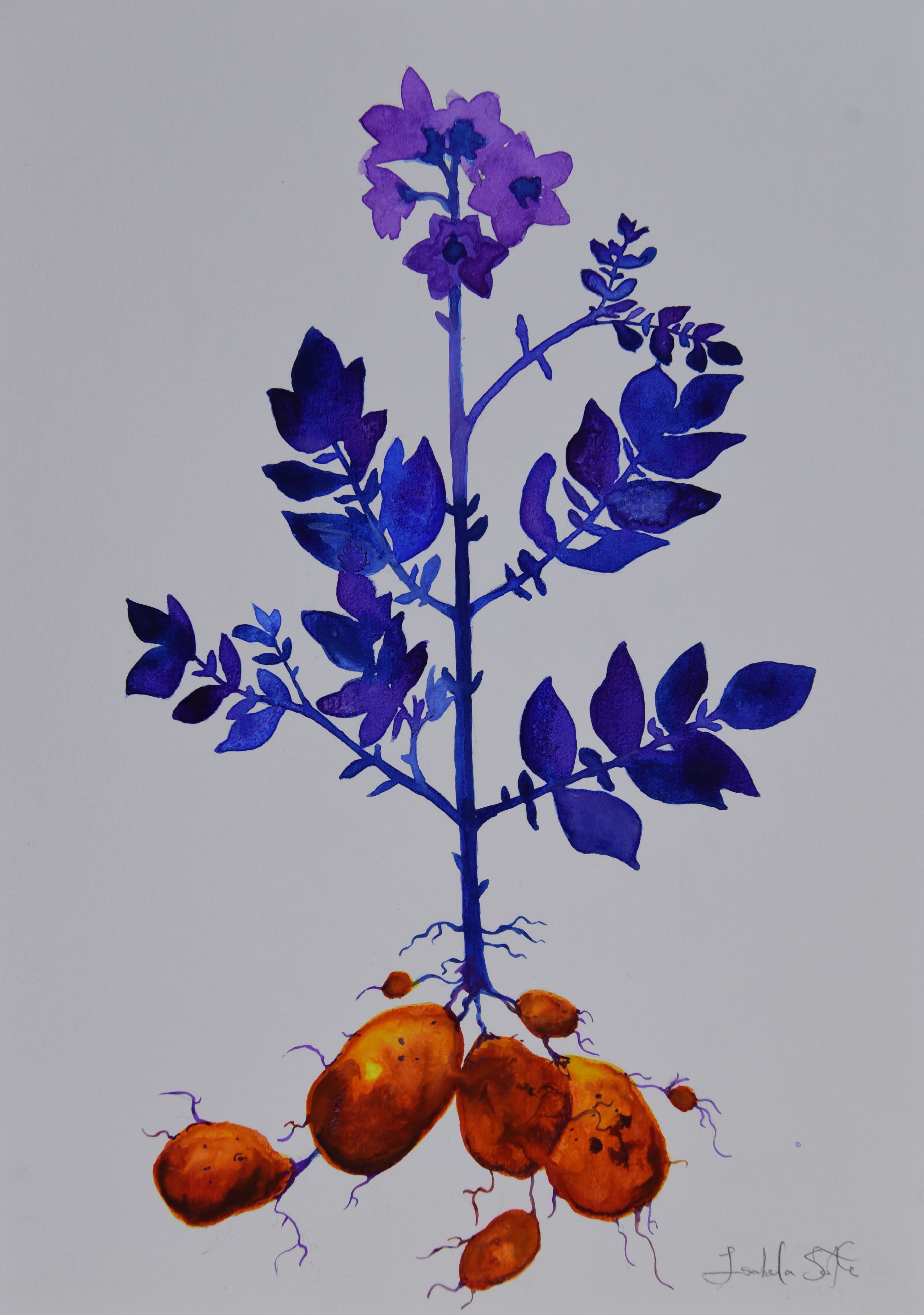 Obra 16 - Batata